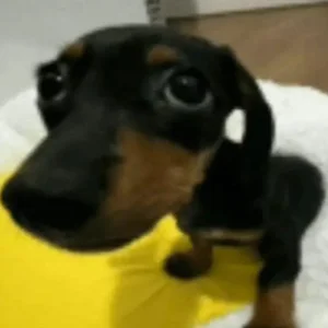 Foto de SilvaX